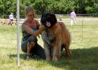 Lempileijonan Kennel