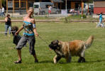 Lempileijonan Kennel