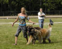 Lempileijonan Kennel