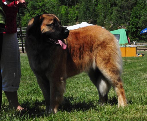 Lempileijonan Kennel