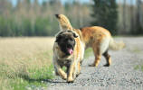Lempileijonan Kennel