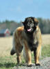Lempileijonan Kennel