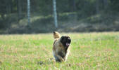 Lempileijonan Kennel