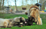 Lempileijonan Kennel