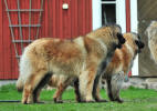 Lempileijonan Kennel
