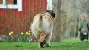 Lempileijonan Kennel