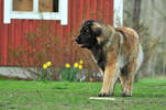 Lempileijonan Kennel