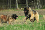 Lempileijonan Kennel