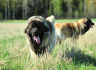 Lempileijonan Kennel