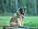 Lempileijonan Kennel