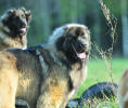 Lempileijonan Kennel