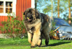 Lempileijonan Kennel
