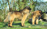 Lempileijonan Kennel