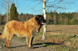 Lempileijonan Kennel