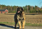 Lempileijonan Kennel
