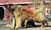 Lempileijonan Kennel