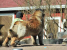 Lempileijonan Kennel