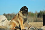 Lempileijonan Kennel
