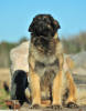 Lempileijonan Kennel