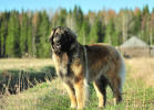 Lempileijonan Kennel
