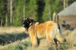 Lempileijonan Kennel