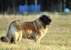 Lempileijonan Kennel