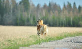 Lempileijonan Kennel