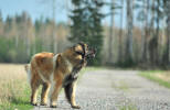 Lempileijonan Kennel