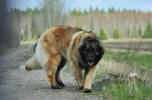 Lempileijonan Kennel