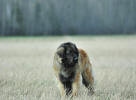Lempileijonan Kennel
