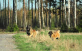 Lempileijonan Kennel