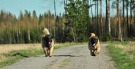 Lempileijonan Kennel