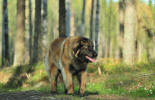 Lempileijonan Kennel