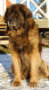 Pallero