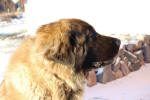 Peppi