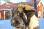 Peppi
