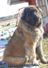 Peppi