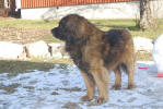 Pallero