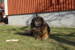 Pallero