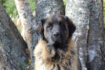 Peppi