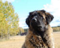 Peppi