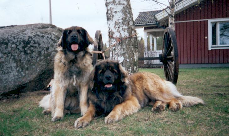 pUSU&pALLERO