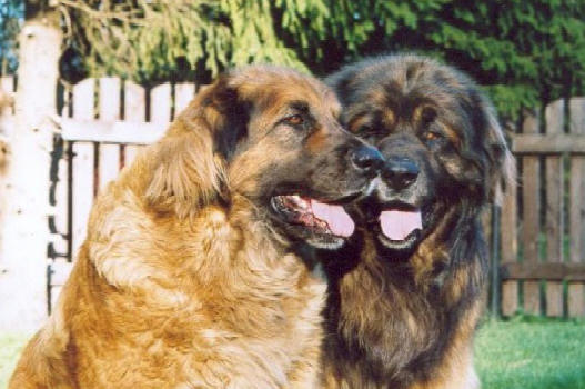 Pallero & Dina