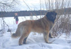 Peppi