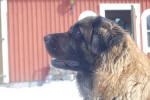 Peppi