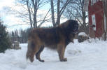 Pallero