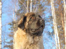 Peppi