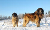 Iita & Pallero