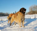 Peppi