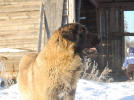 Peppi